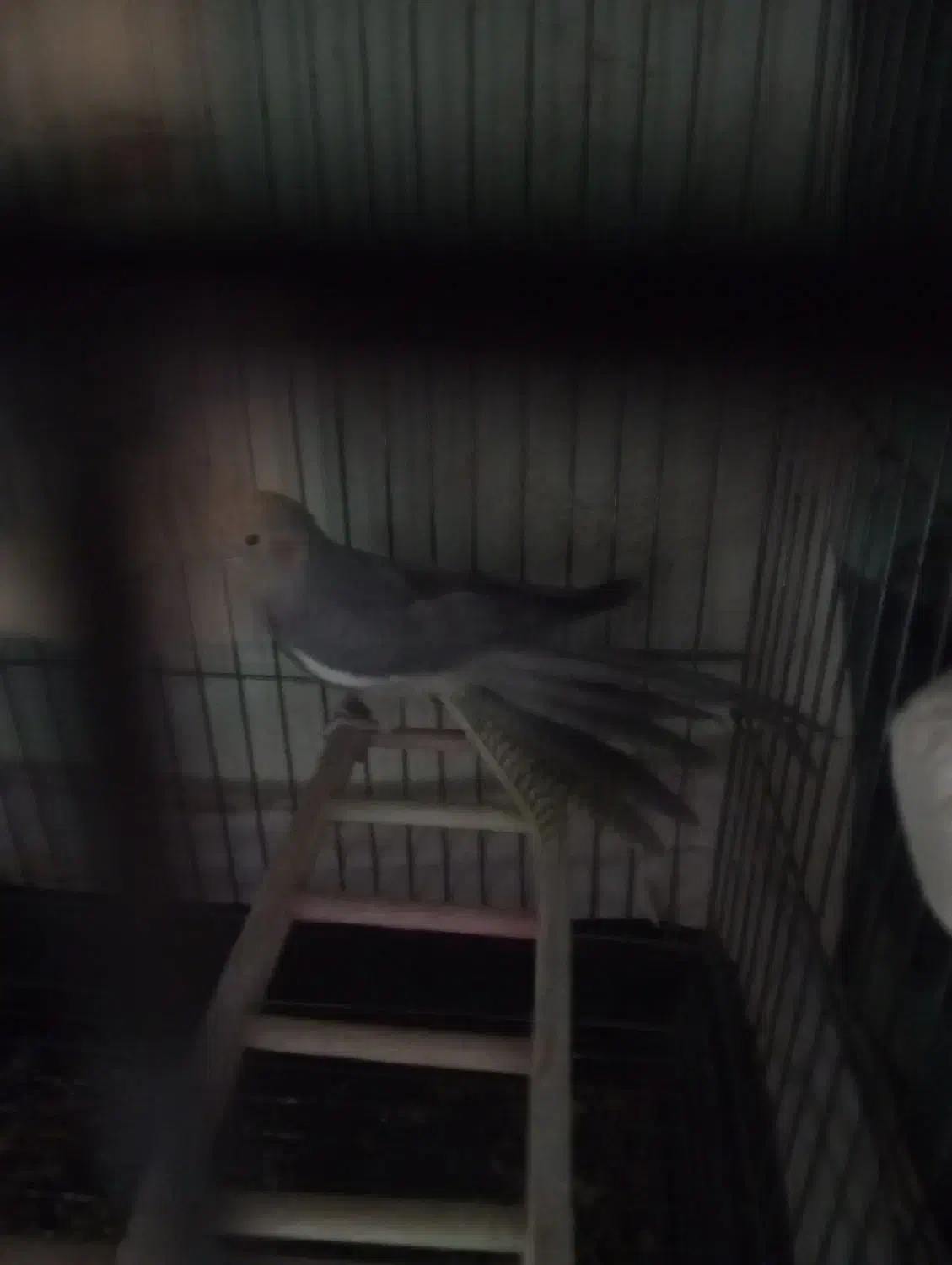 عروس هلندی نر|پرنده|پاکدشت, پاکدشت (مامازند)|دیوار