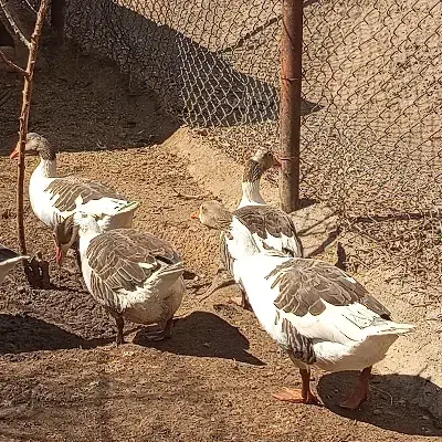 غاز|حیوانات مزرعه|ساوه, |دیوار