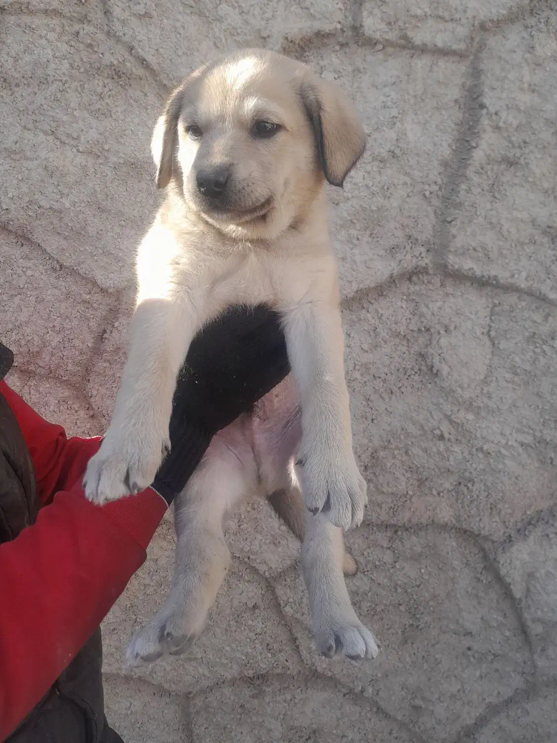 توله غراقی ر ایگان|سگ|تبریز, |دیوار