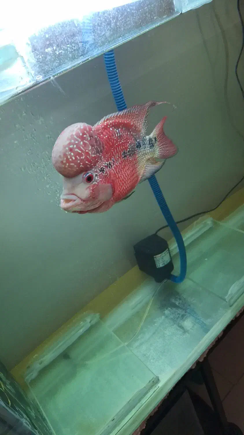 فلاور رد دراگون نر|ماهی|بجنورد, |دیوار