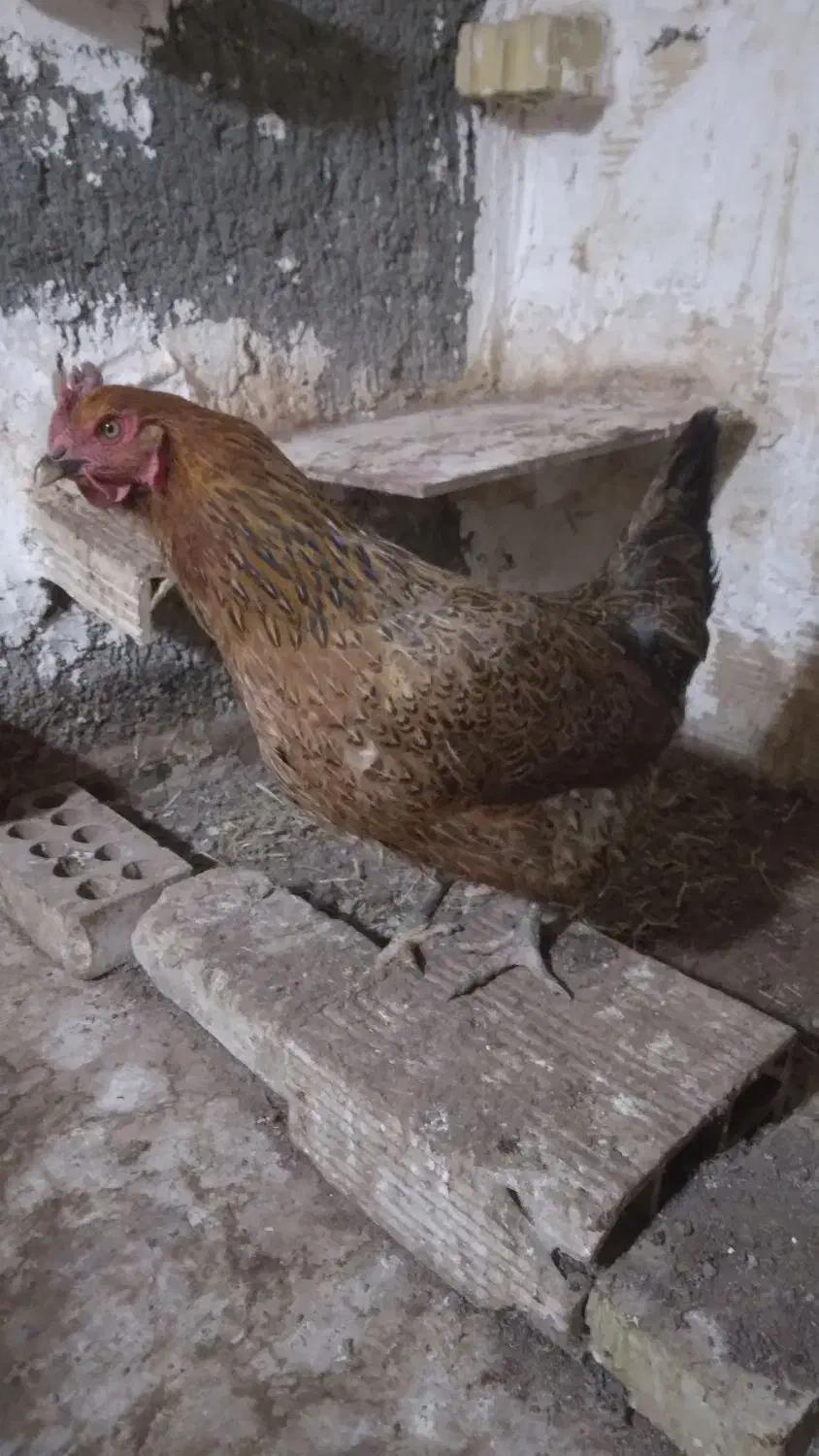 ۳عدد مرغ تخم گذار دانه ۴۰۰ تومان|حیوانات مزرعه|مشهد, سجادیه|دیوار