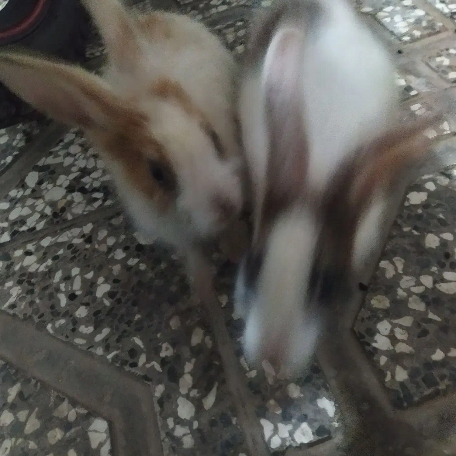 یک جفت خرگوش دوماهه|موش و خرگوش|گنبد کاووس, |دیوار