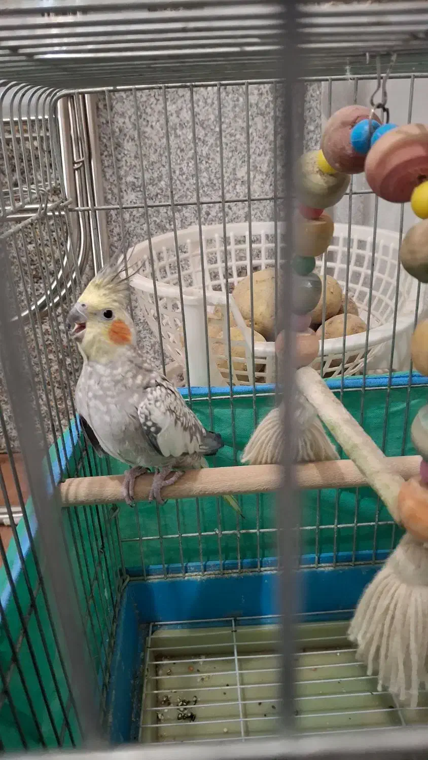 عروس هلندی مرواریدی|پرنده|قم, بنیاد|دیوار