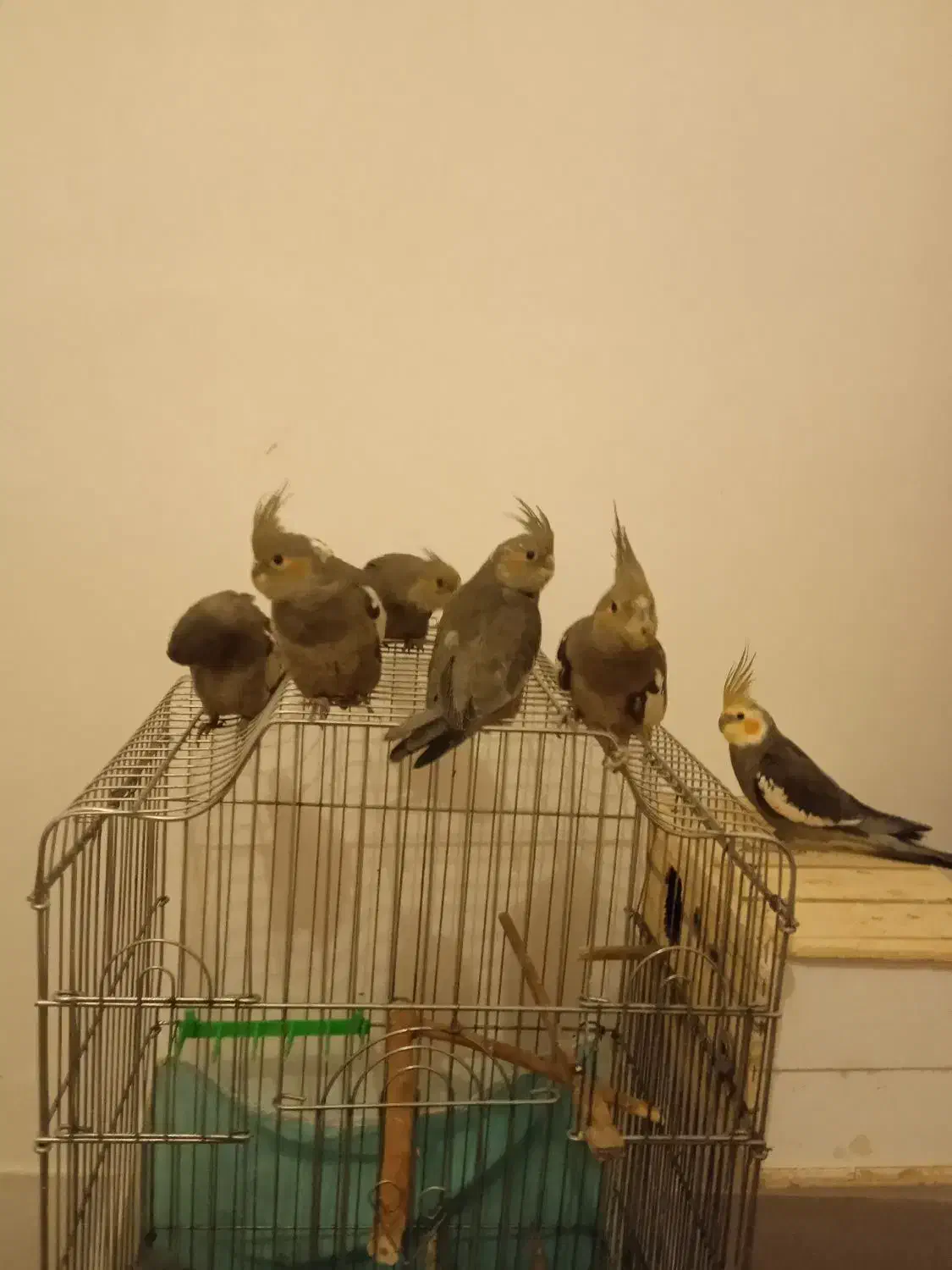 عروس هلندی|پرنده|مود, |دیوار