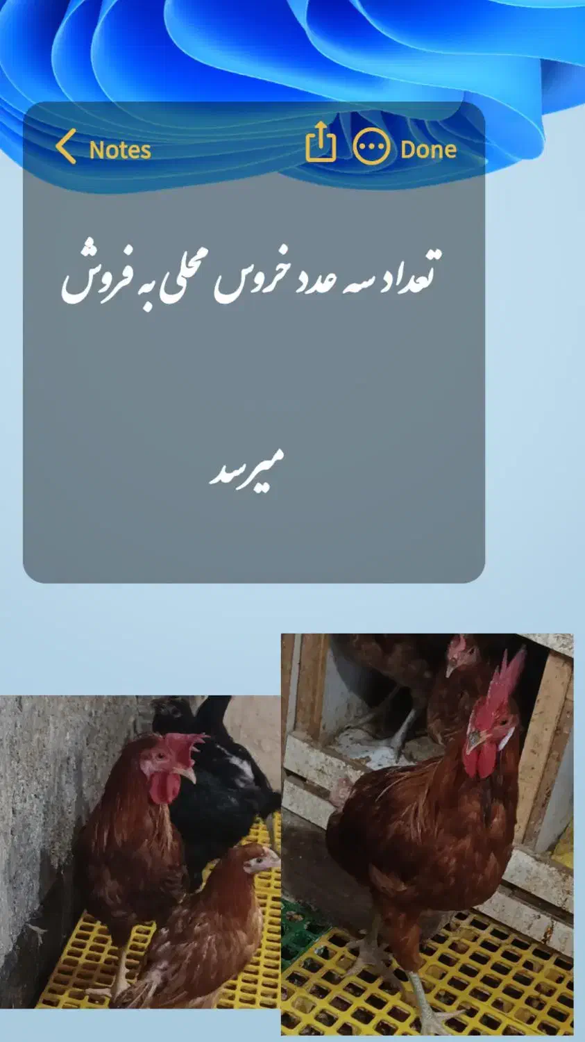 خروس محلی و کود مرغی|حیوانات مزرعه|ساوه, |دیوار