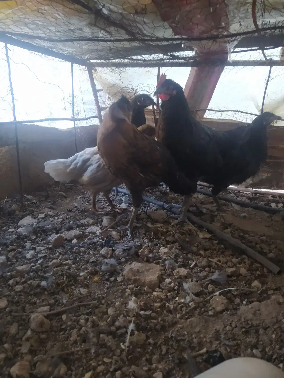 مرغ وخروس معاوضه|پرنده|کوه چنار, |دیوار