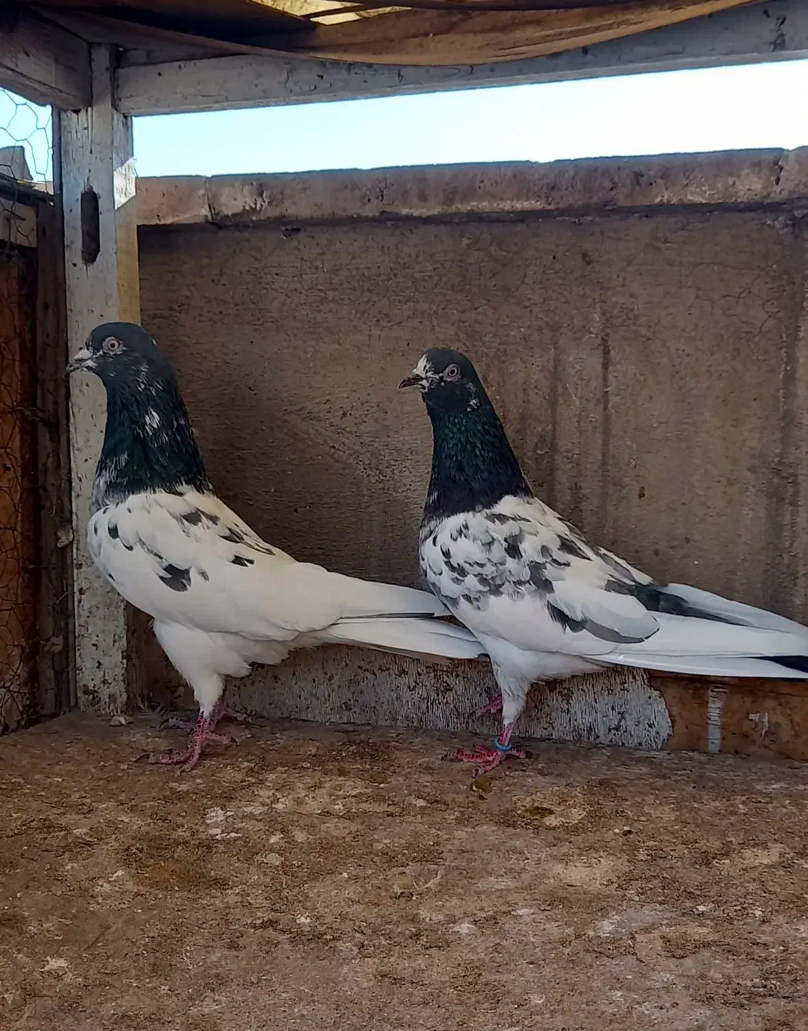 کفتر  نروماده پاکستانی|پرنده|ری, سرتخت|دیوار