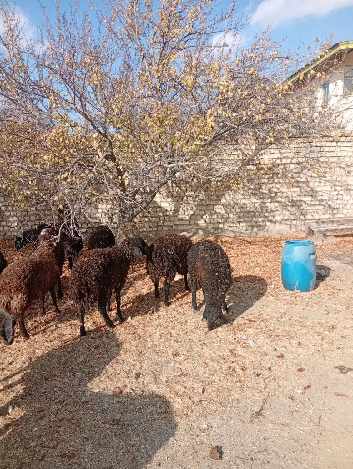 بره نر پرواری و کشتاری|حیوانات مزرعه|تهران, جوادیه|دیوار