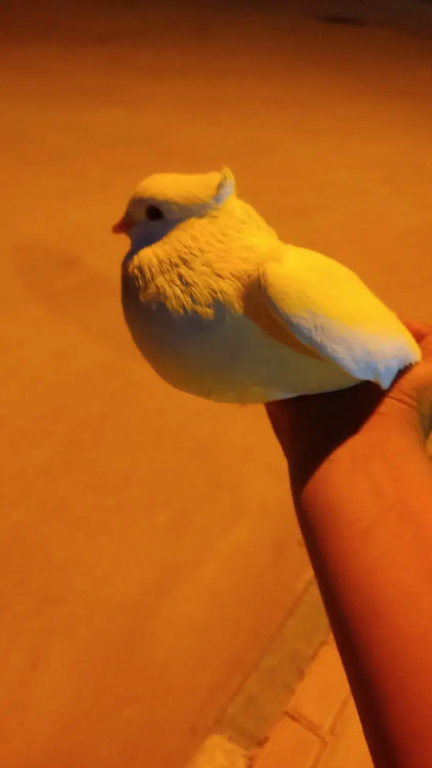 کبوتر سفید نر|پرنده|خورموج, |دیوار