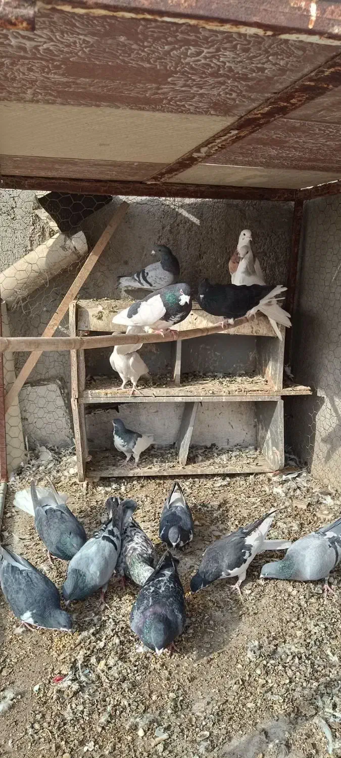 کبوتر|پرنده|قزوین, |دیوار