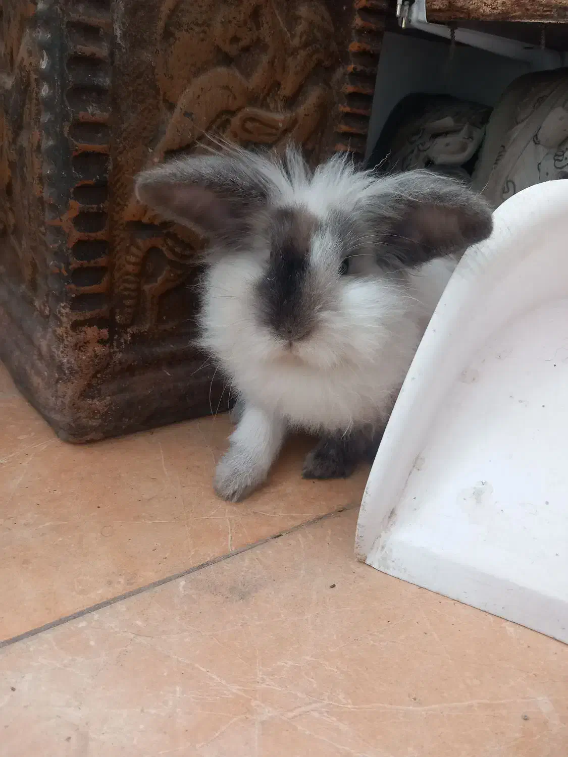 خرگوش لپ|موش و خرگوش|اقبالیه, |دیوار