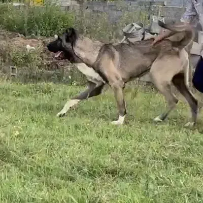 سگ سرابی بینظیر|سگ|گرگان, |دیوار