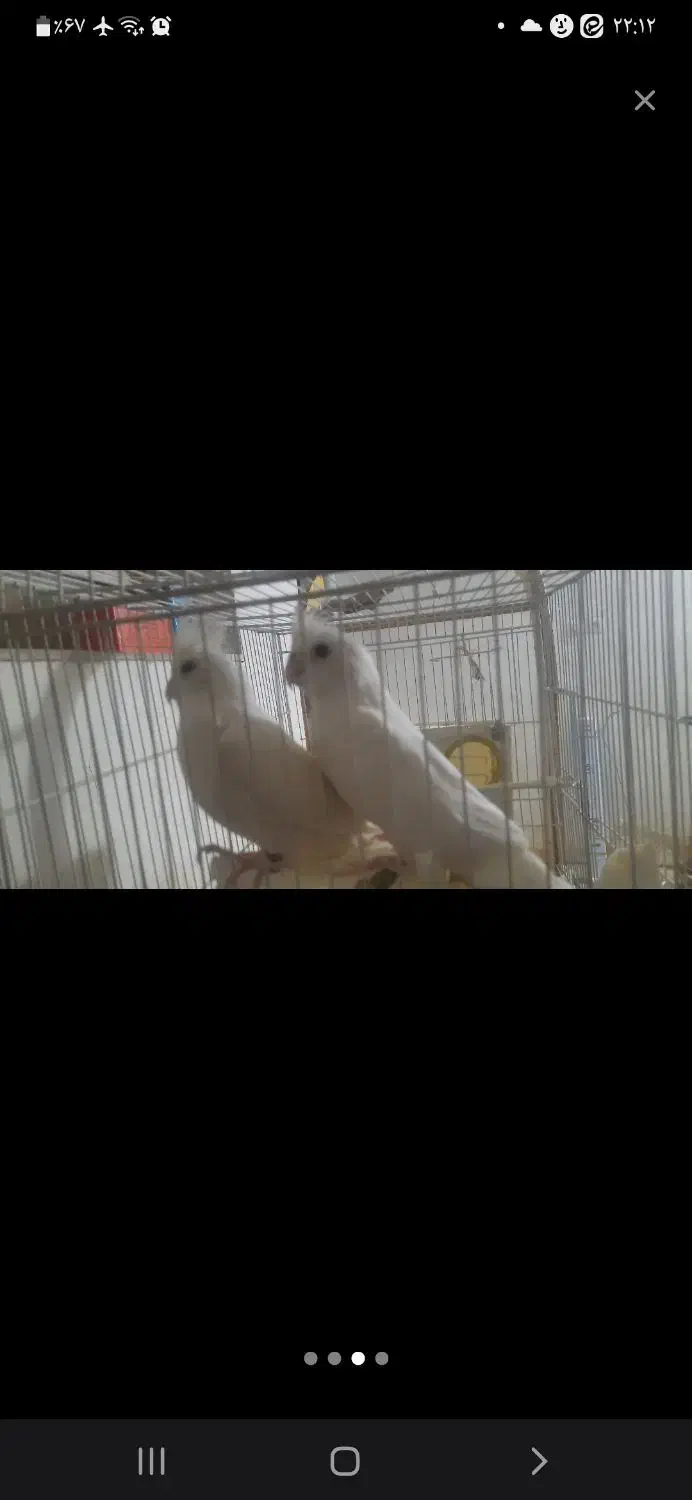 عروس هلندی البینو مولد|پرنده|فردوس (خراسان), |دیوار