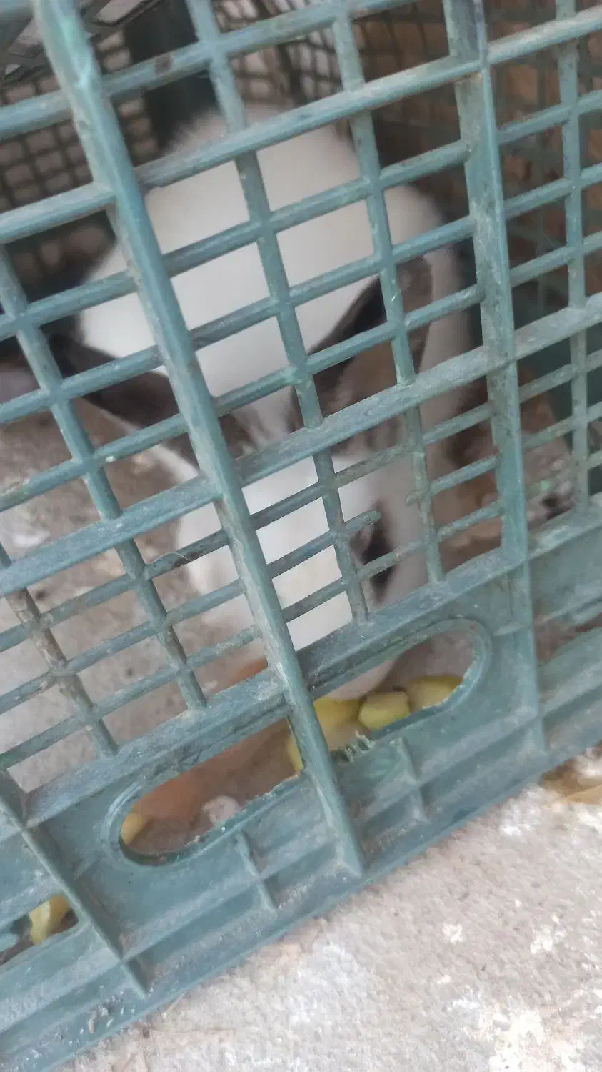 فروش خرگوش|موش و خرگوش|فاضل آباد, |دیوار