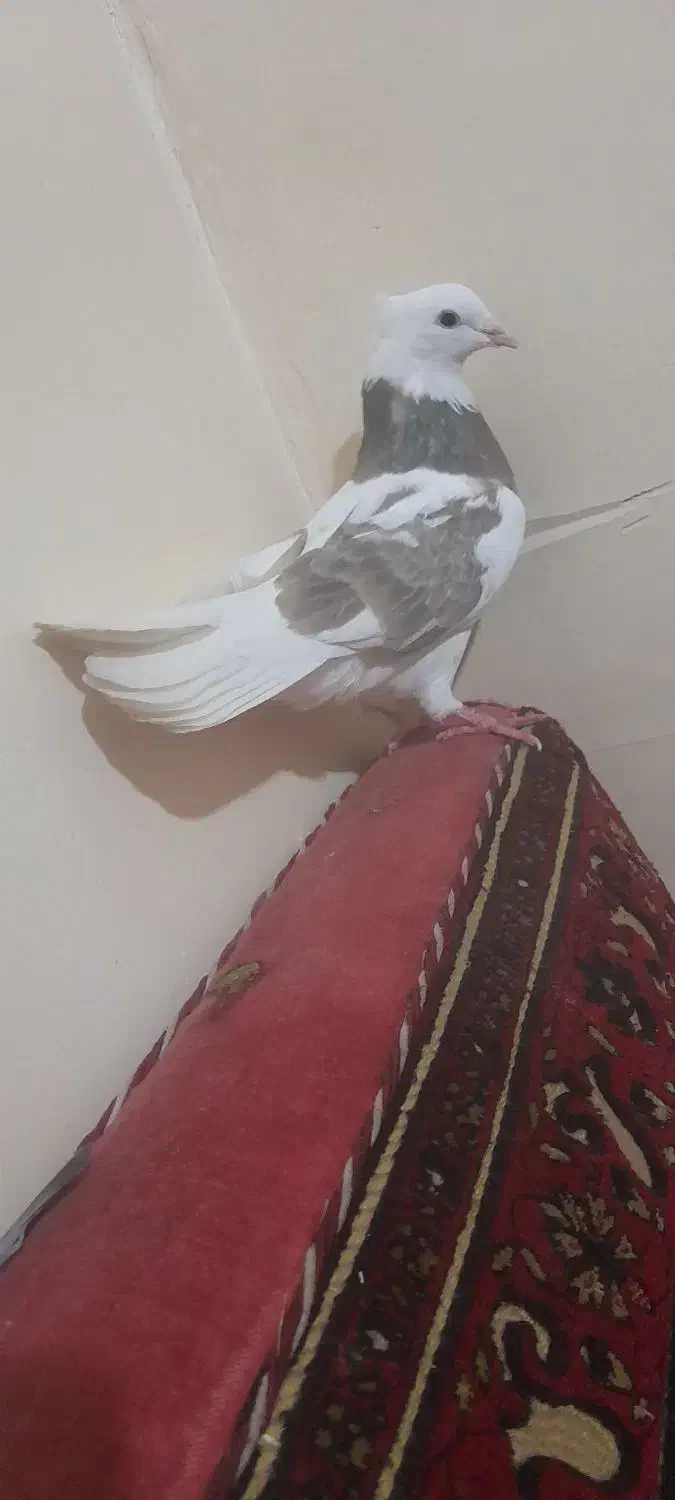 طاووسی طوقی سخریچ|پرنده|اهواز, حصیرآباد|دیوار