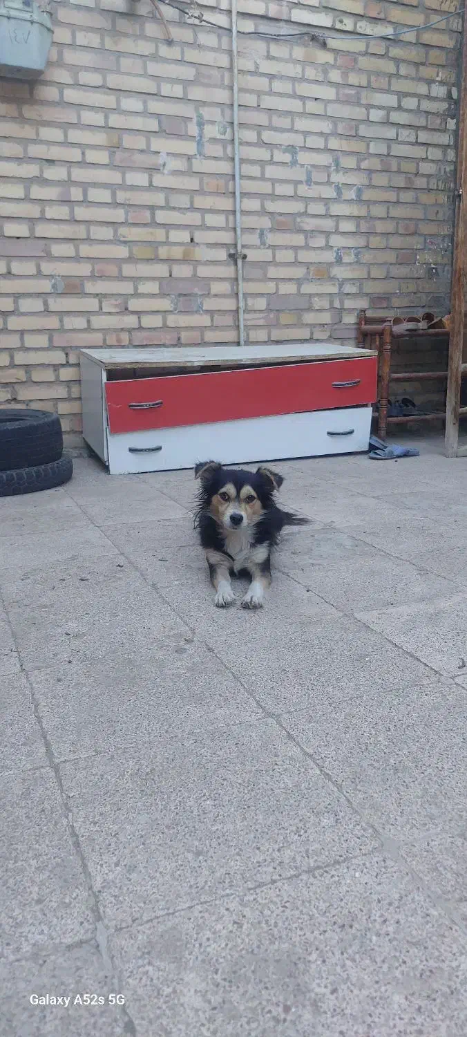 واگذاری سگ نژاد اشپیتز .پول لازم نبودم نمیفروختمش|سگ|سبزوار, چهارراه فرودگاه|دیوار