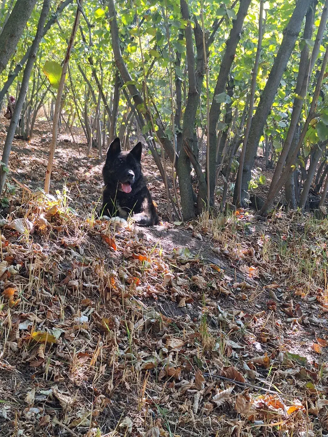 آکیتا|سگ|قزوین, |دیوار