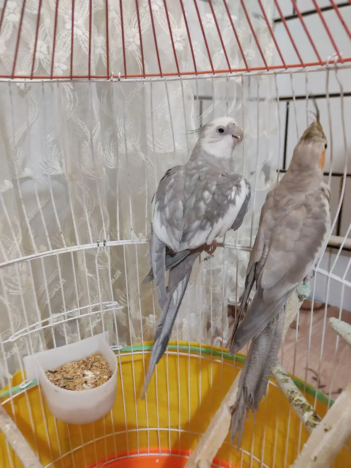 عروس هلندی نروماده|پرنده|ساوه, |دیوار