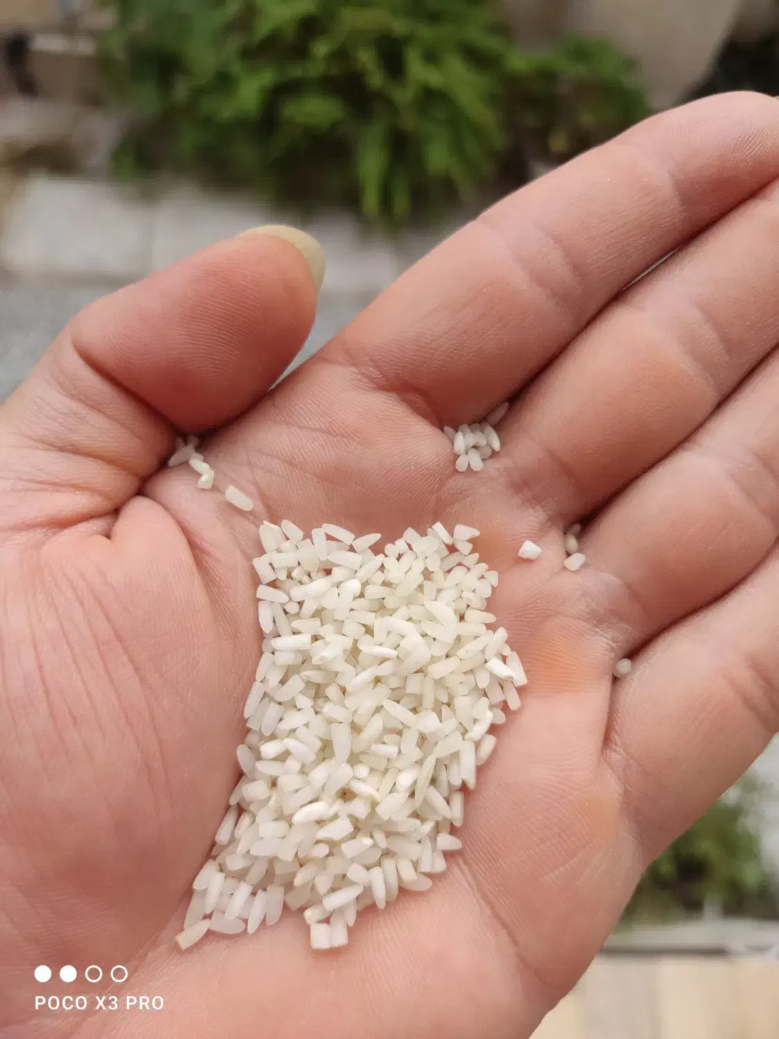 برنج هاشمی درجه یک و نیم دانه|خوردنی و آشامیدنی|رشت, باهنر|دیوار