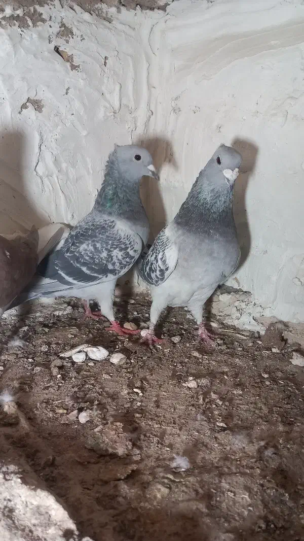 کبوتر درست|پرنده|بیرجند, |دیوار