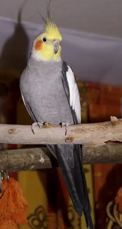 عروس هلندی نر سخنگو معاوضه با قناری نر یا سیره نر|پرنده|بروجرد, |دیوار