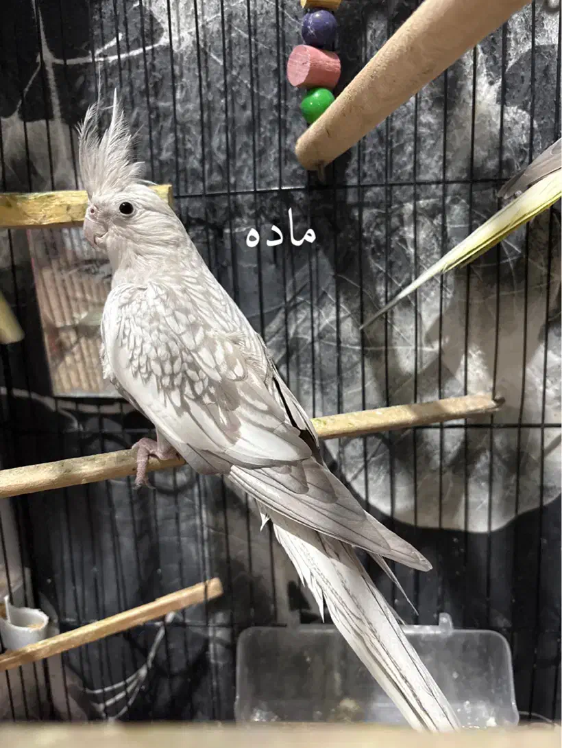 عروس هلندی|پرنده|گرگان, |دیوار