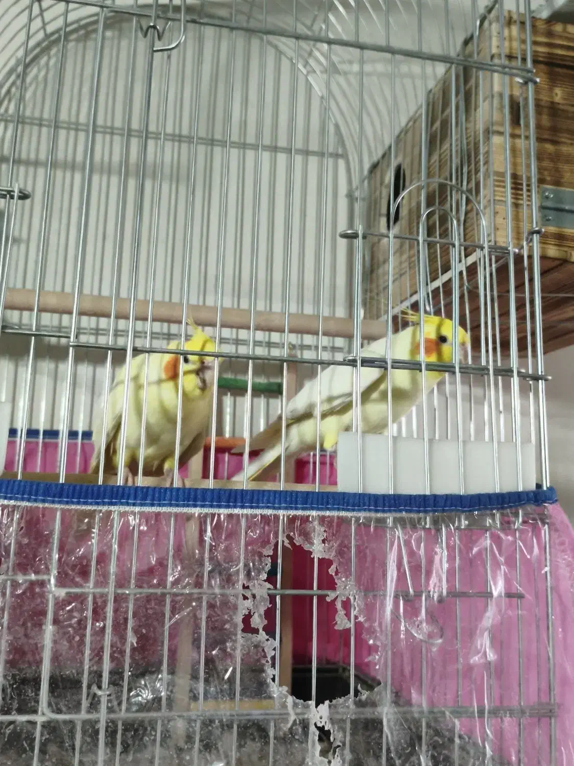 عروس هلندی مولد|پرنده|شیراز, آزادی|دیوار