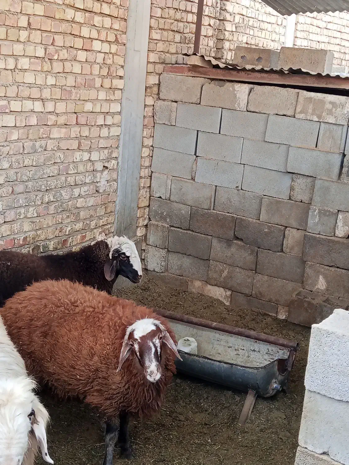 2 راس بره چاق|حیوانات مزرعه|جرقویه, |دیوار