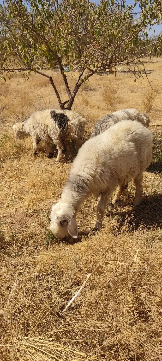 گوسفند میش|حیوانات مزرعه|شهرکرد, |دیوار