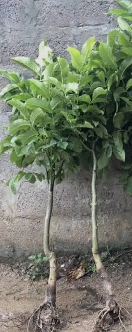 نهال گردوی چندلر آمریکایی|خدمات باغبانی و درختکاری|تهران, درکه|دیوار