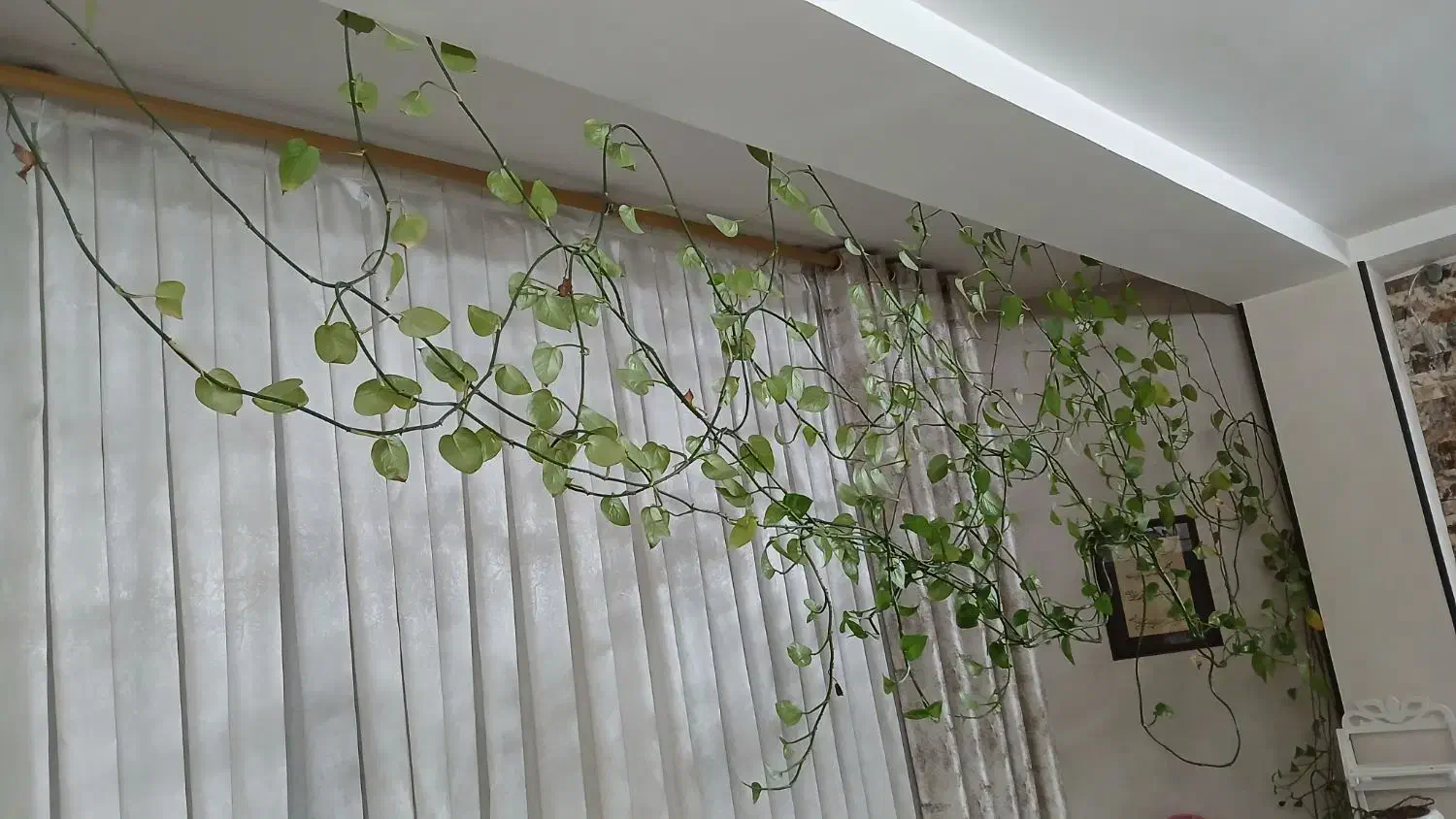 گل و گلدان پتوس|گل و گیاه طبیعی|قدس, شهرقدس|دیوار