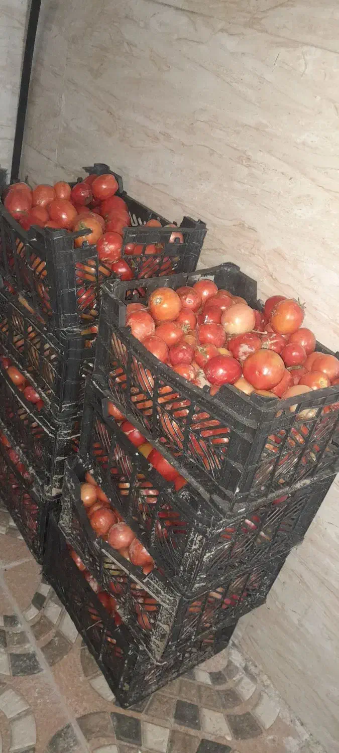 گوجه|خوردنی و آشامیدنی|دوگنبدان, |دیوار