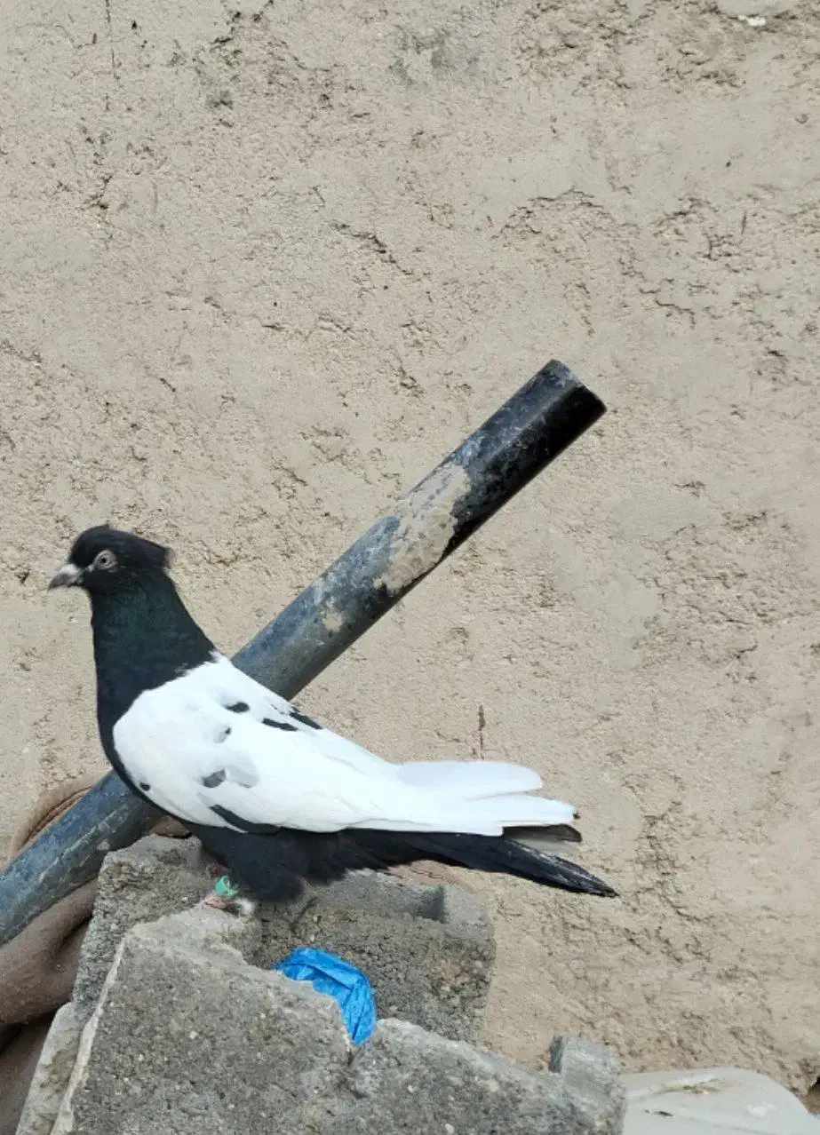 کبوتر فروشی|پرنده|نیمروز, |دیوار