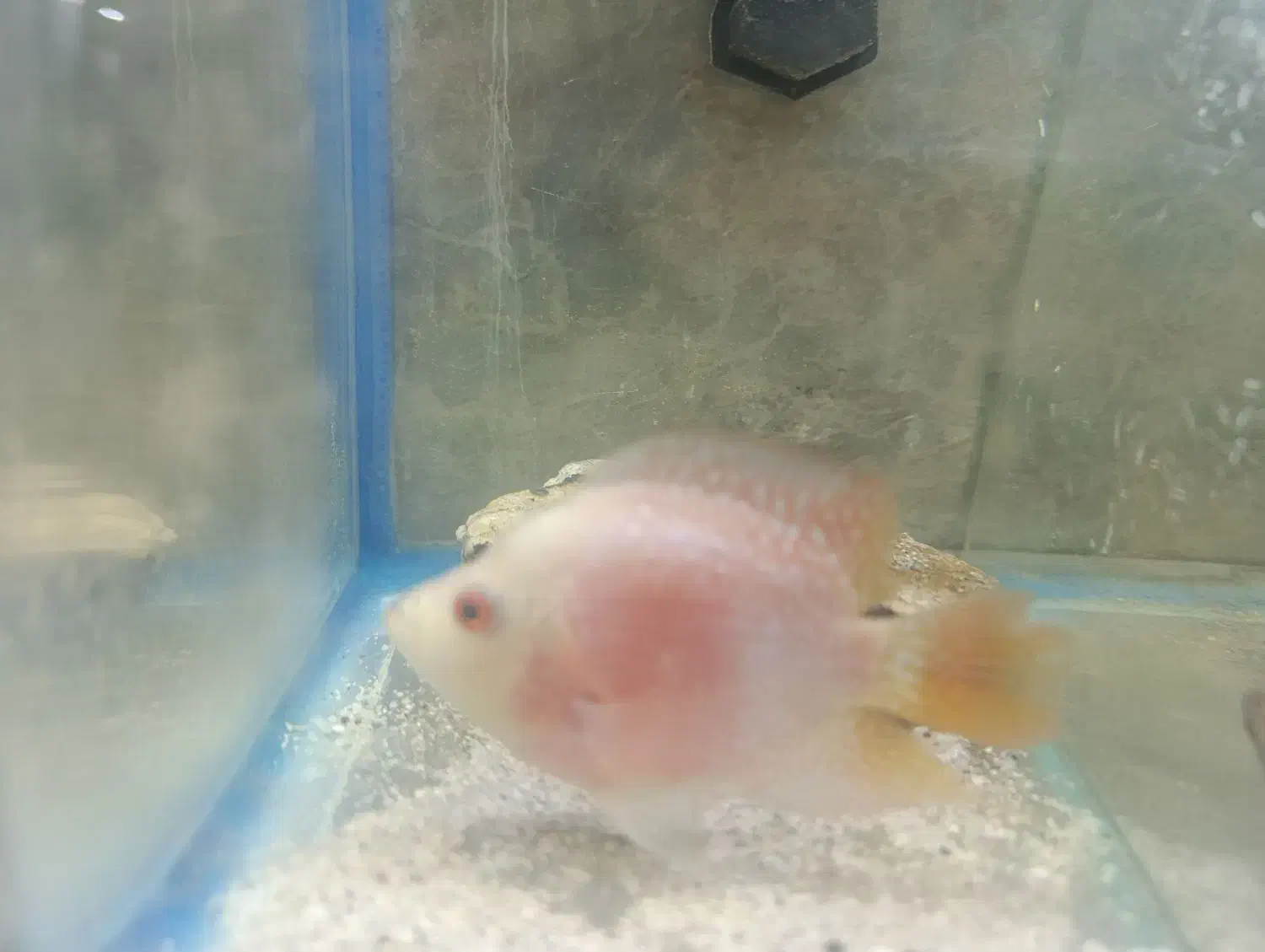 ماده فلاور|ماهی|بروجرد, |دیوار