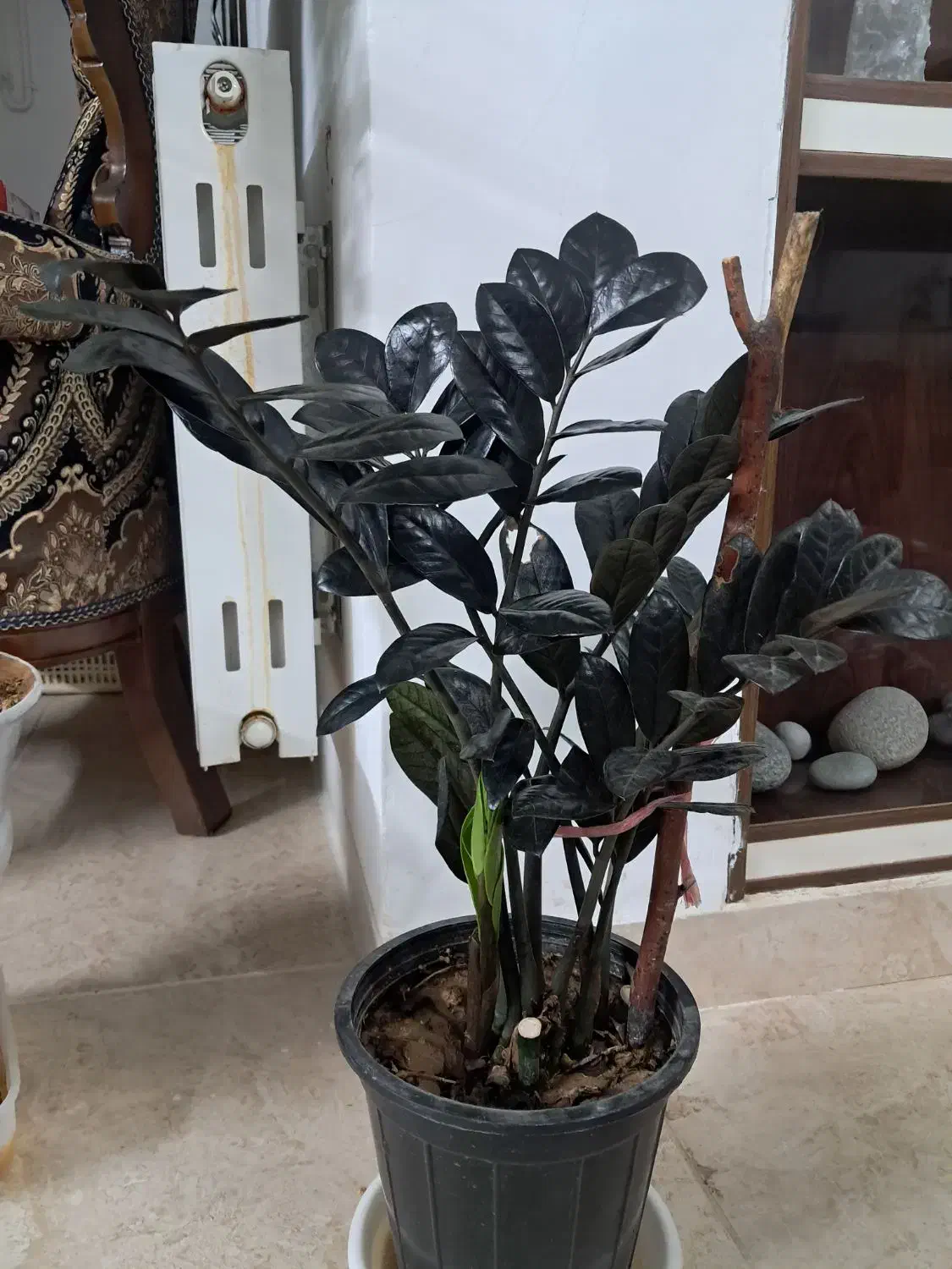 گل آپارتمانی|گل و گیاه طبیعی|یزد, |دیوار