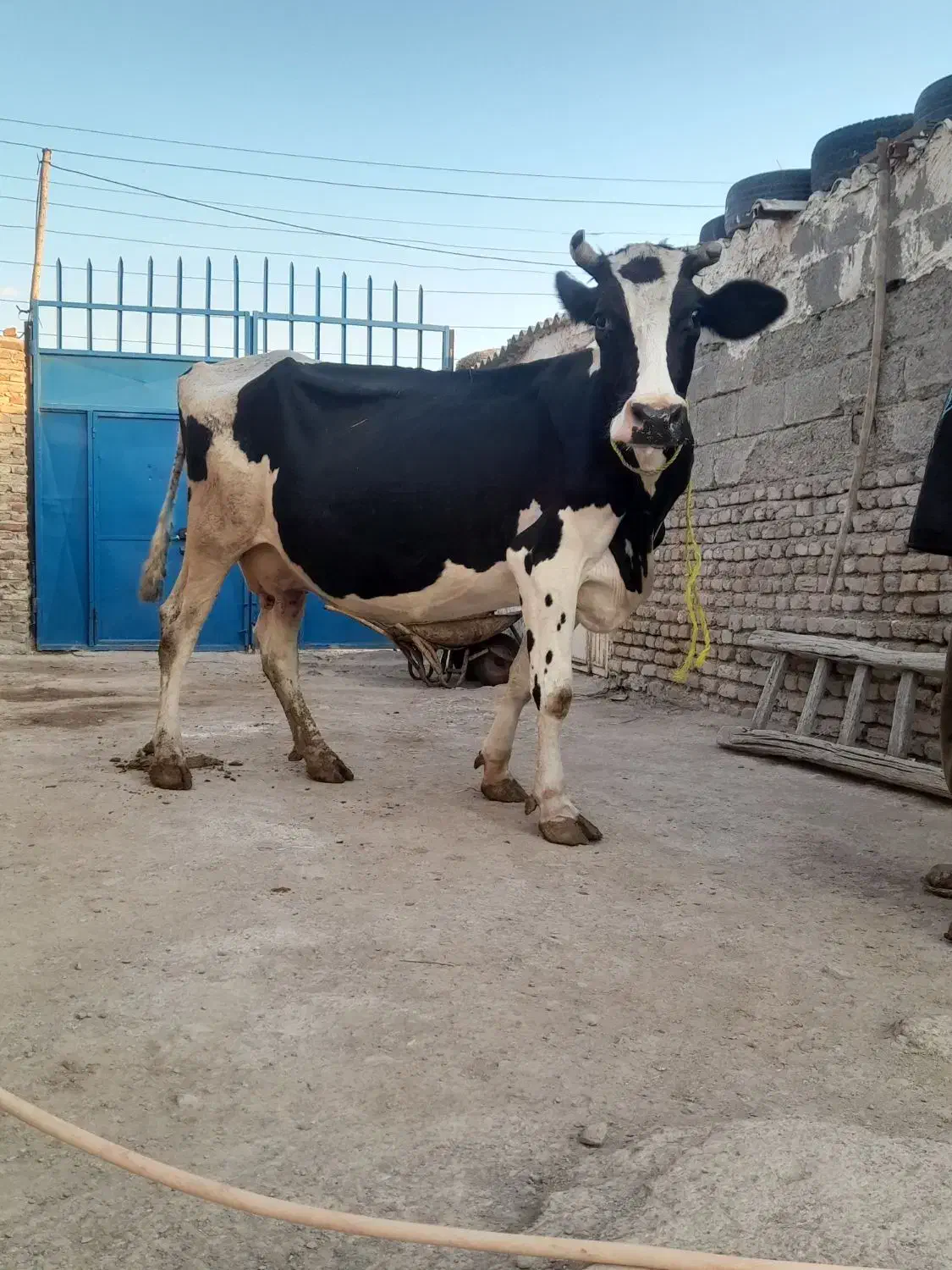 دوعدد گاو گوشتی|حیوانات مزرعه|مهربان, |دیوار