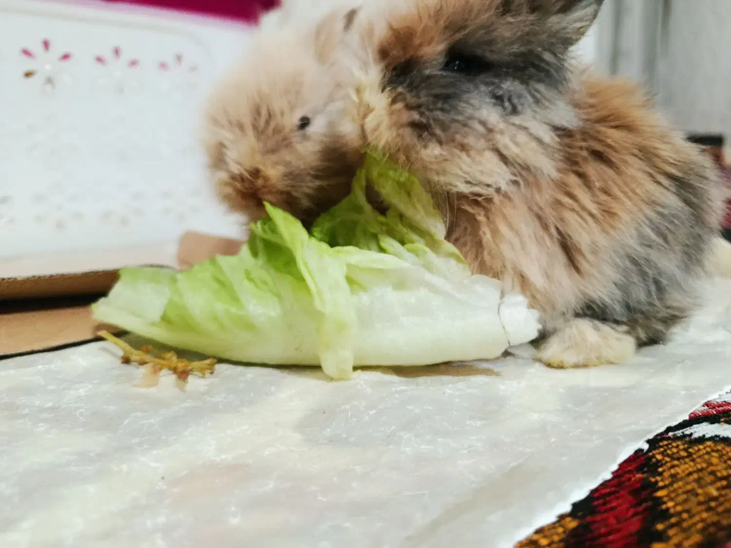 فروشی خرگوش لوپی|موش و خرگوش|تبریز, |دیوار