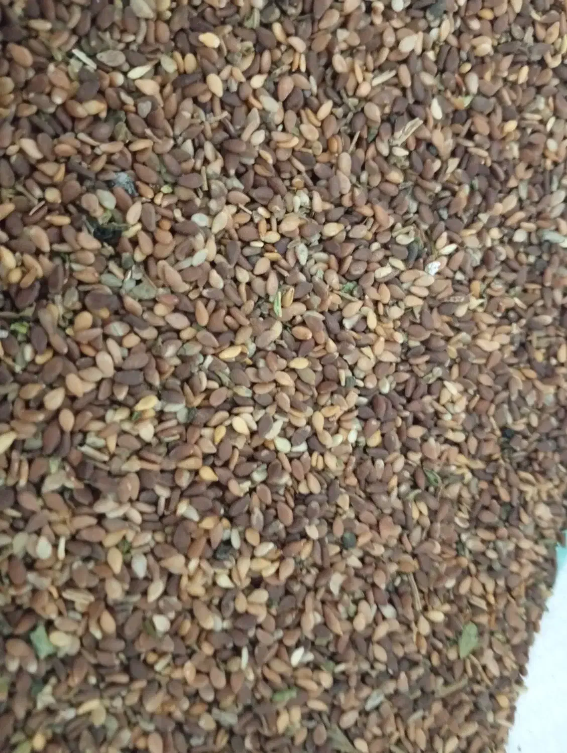 کنجد امسال|عمدهفروشی|بهبهان, |دیوار