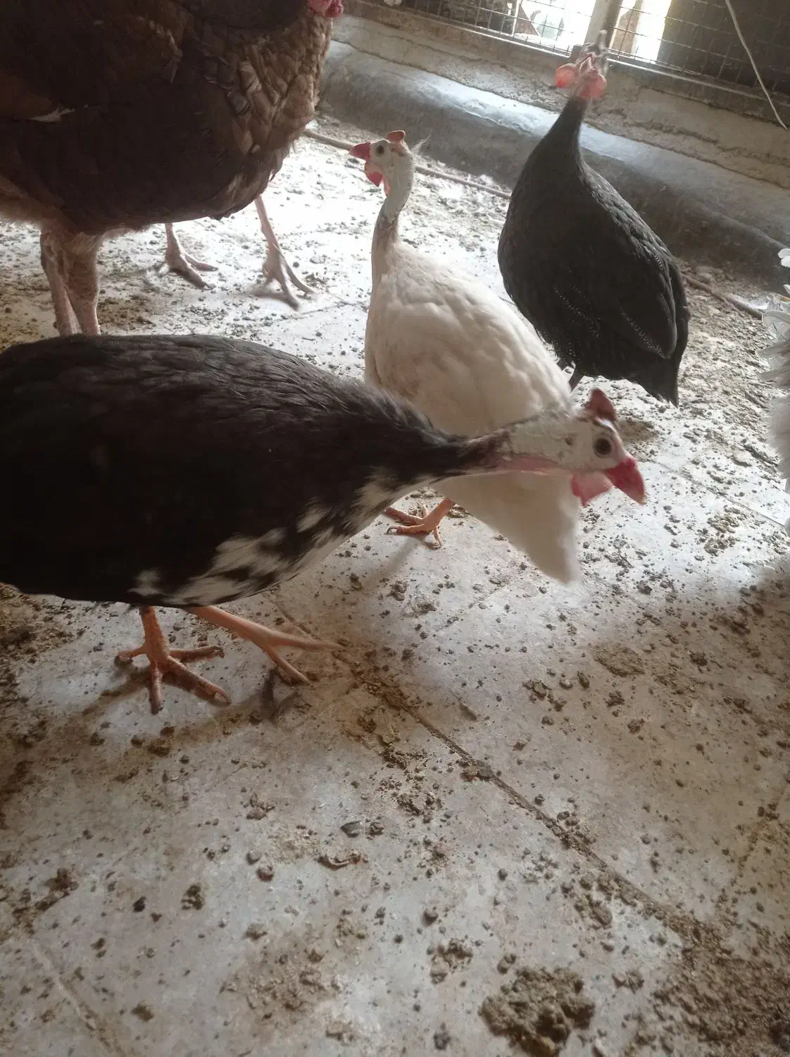 سه عدد مرغ شاخدار|حیوانات مزرعه|تهران, هفده شهریور|دیوار