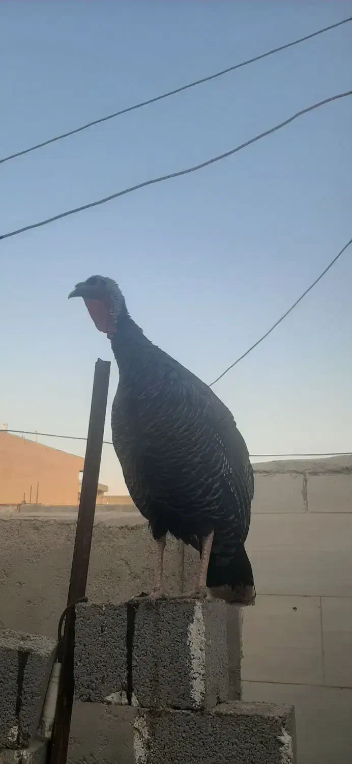 بوقلمون|حیوانات مزرعه|بندر دیر, |دیوار