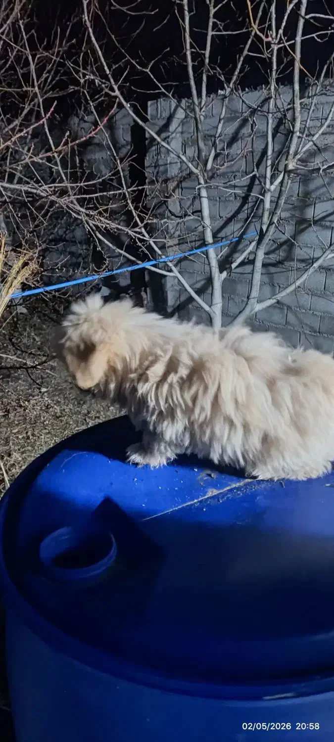 توله پامر شیتزو|سگ|بم, |دیوار