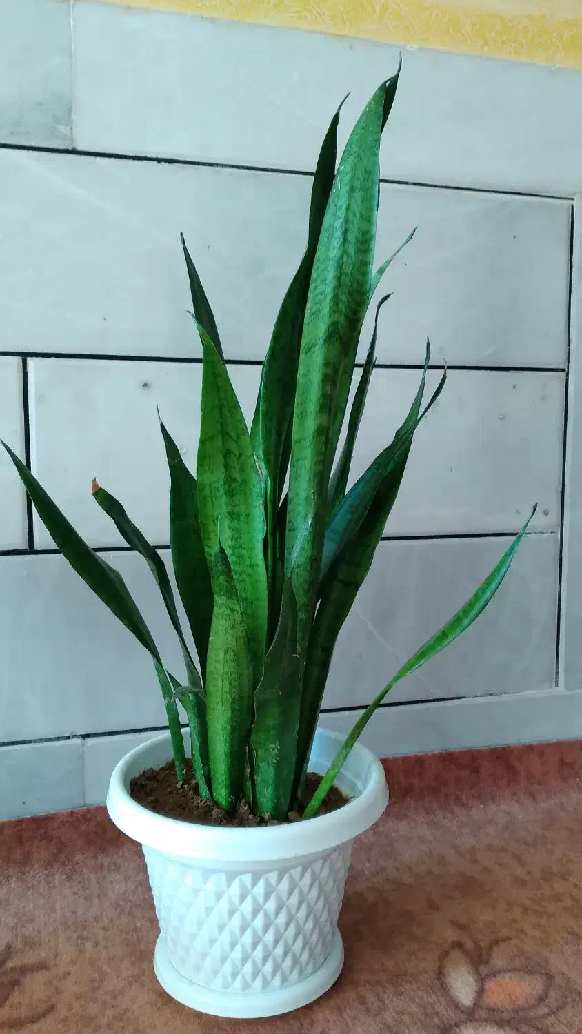 گل های خانگی|گل و گیاه طبیعی|ایذه, |دیوار