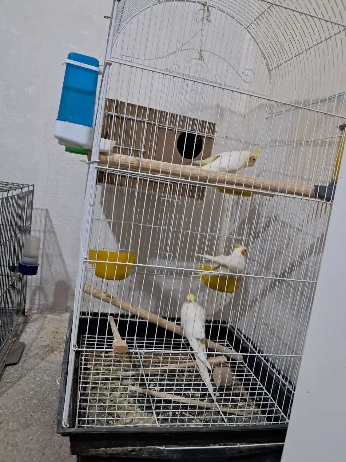 عروس هلندی|پرنده|میانه, |دیوار