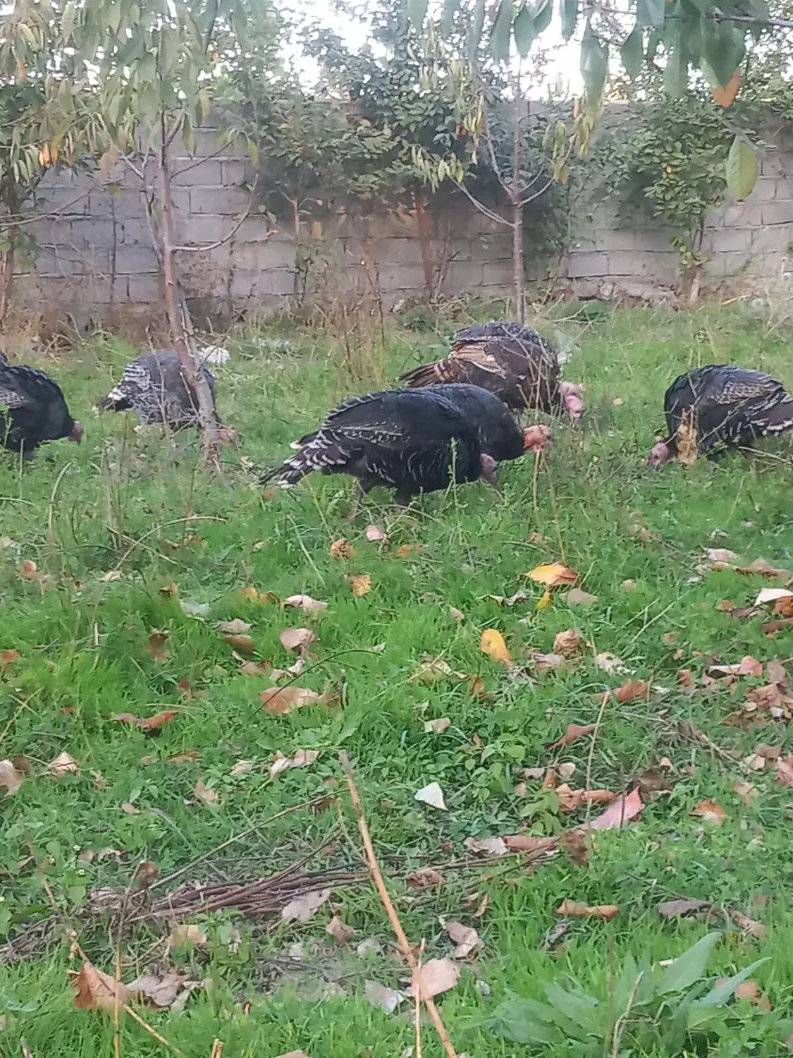 فروش بوقلمون محلی|حیوانات مزرعه|مشگین شهر, |دیوار