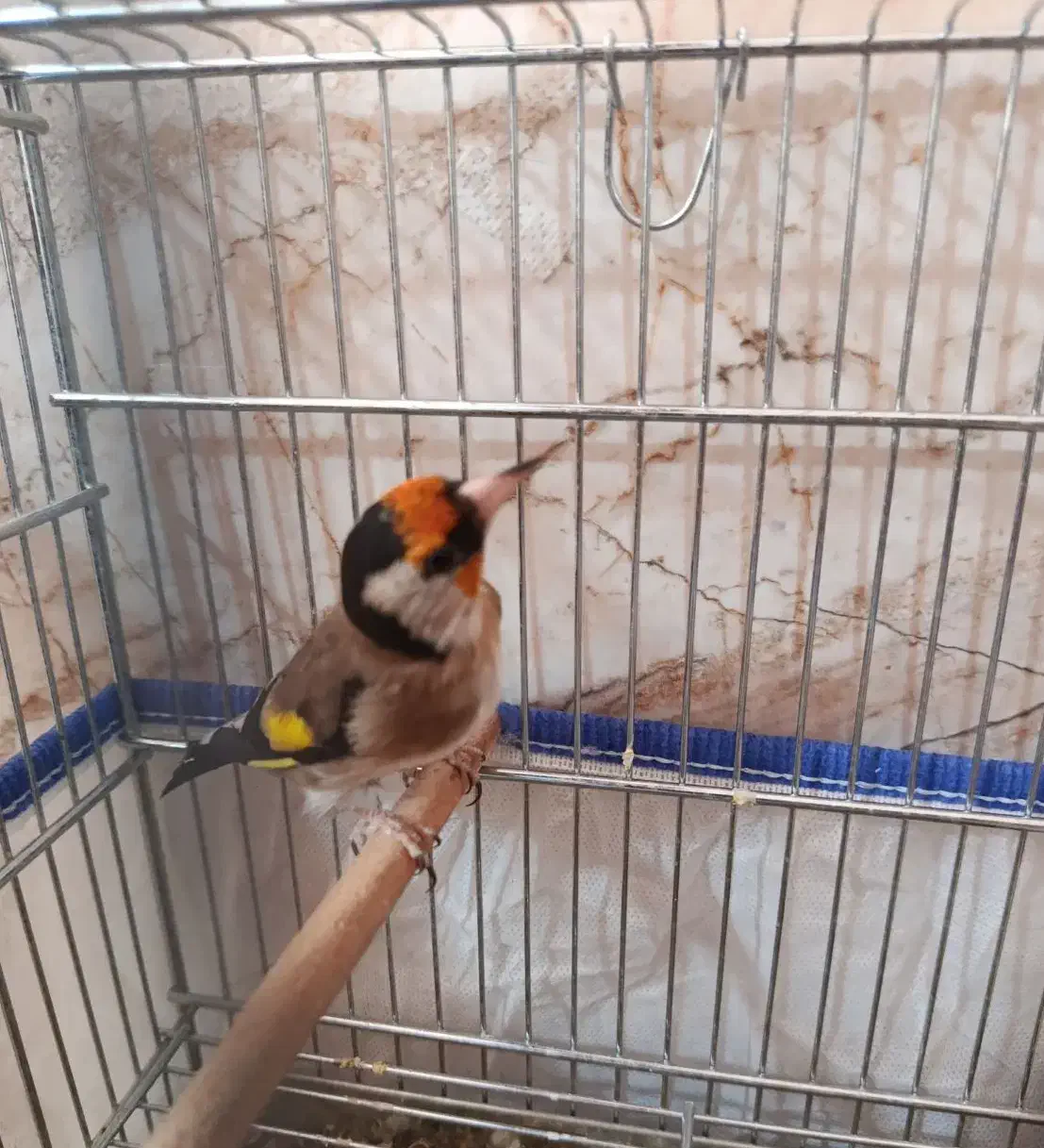 سهره سرسیا 10عدد نقش|پرنده|شیراز, کوشک میدان|دیوار