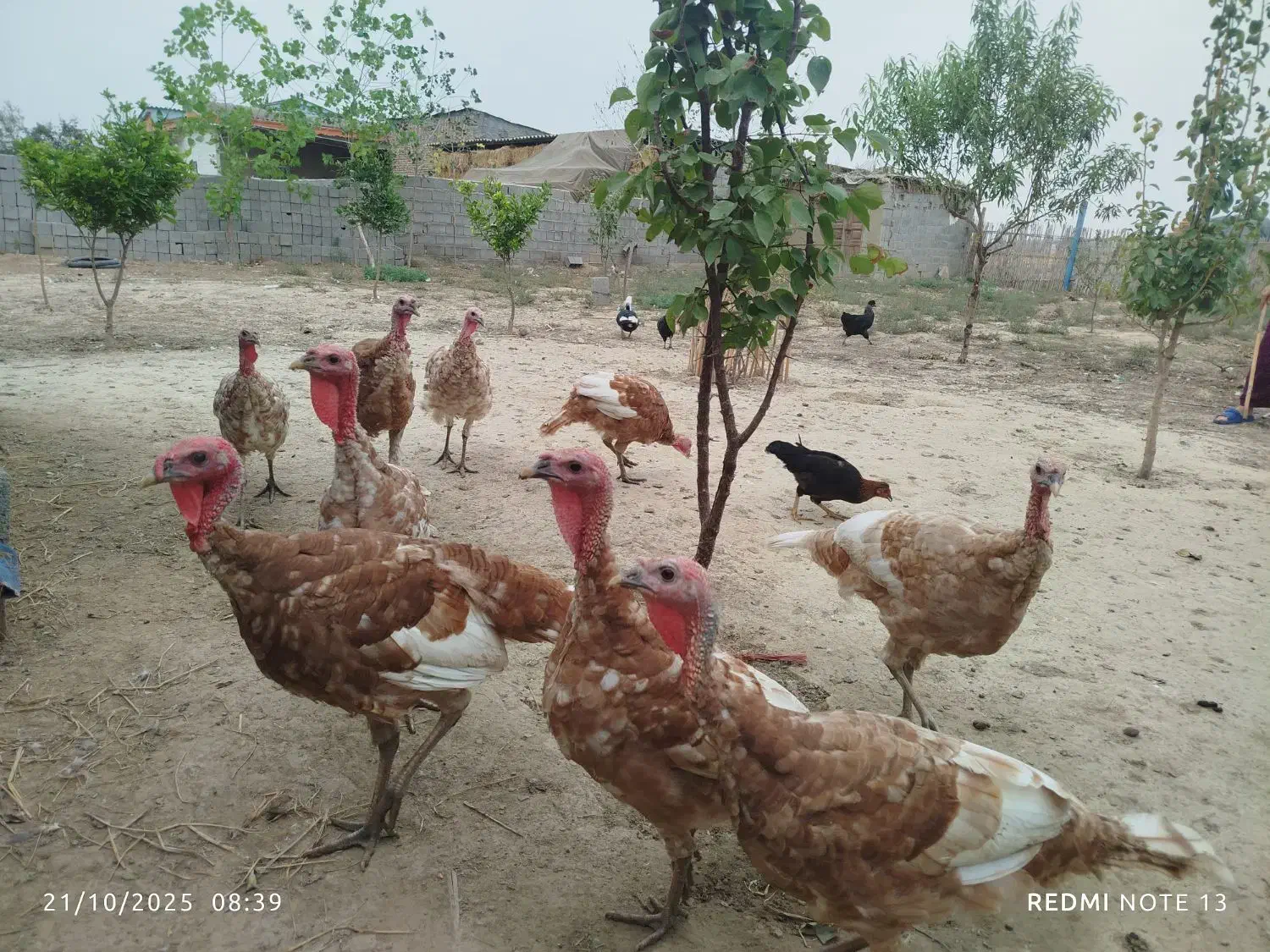 بوقلمون بوربون قرمز امریکایی|حیوانات مزرعه|سیمین شهر, |دیوار