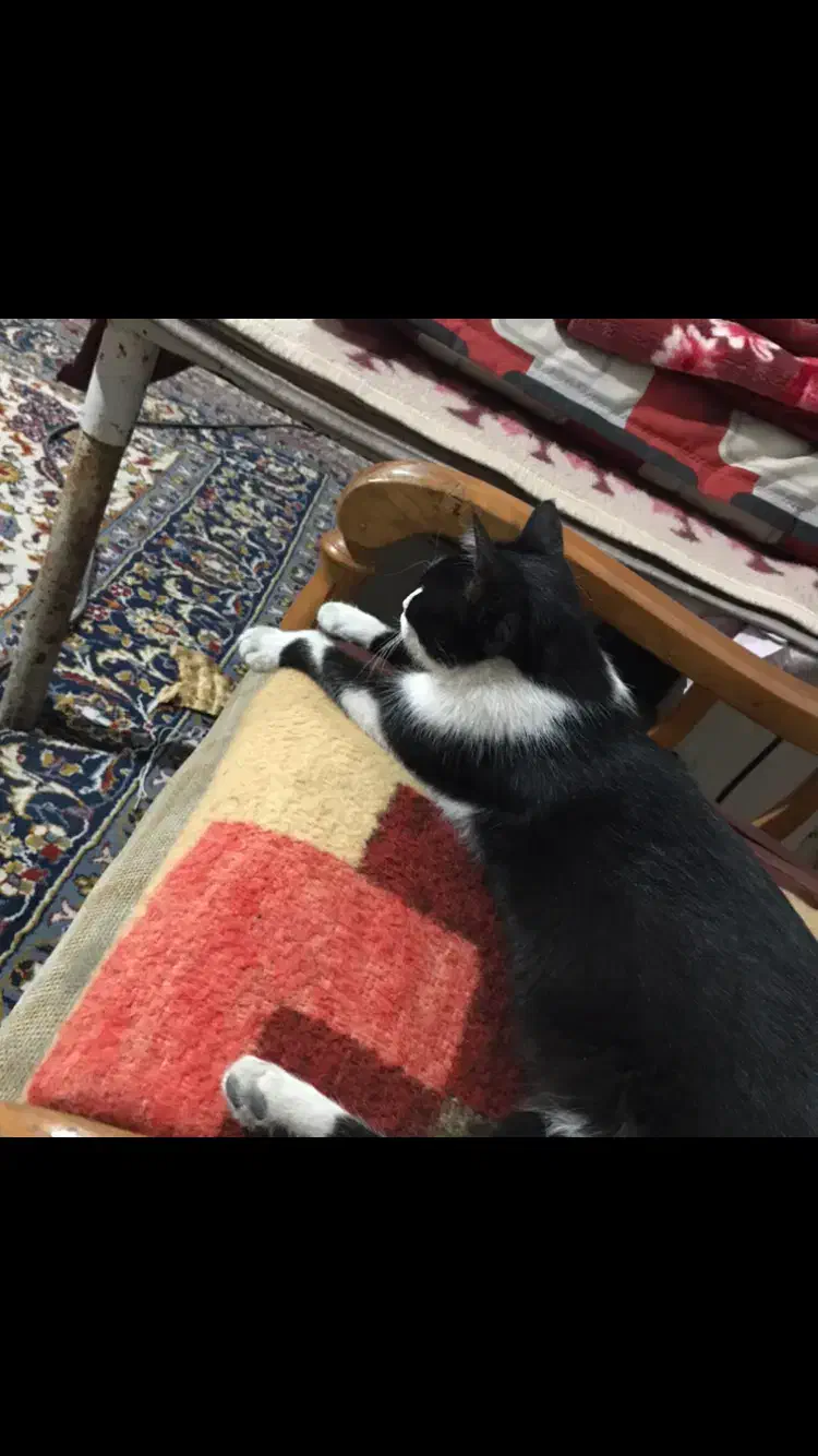 واگذاری گربه ماده خانگی|گربه|اصفهان, شهرک میلاد|دیوار