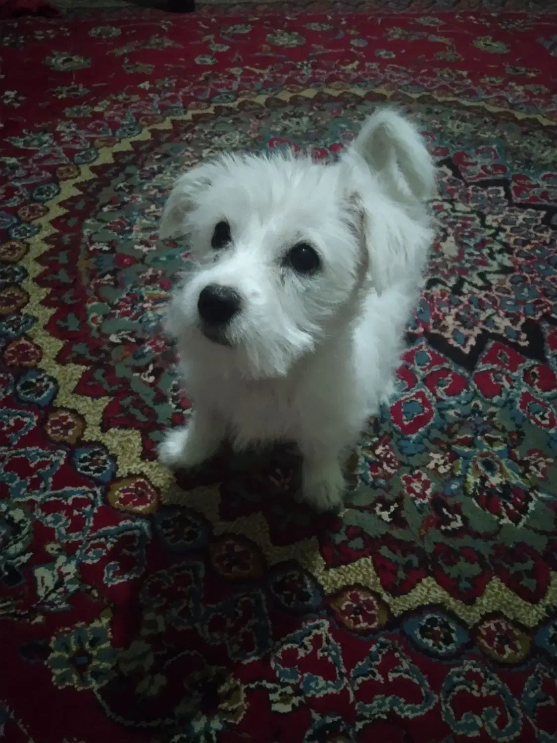 سگ شیتزو تربت جام|سگ|تربت جام, جامرود|دیوار