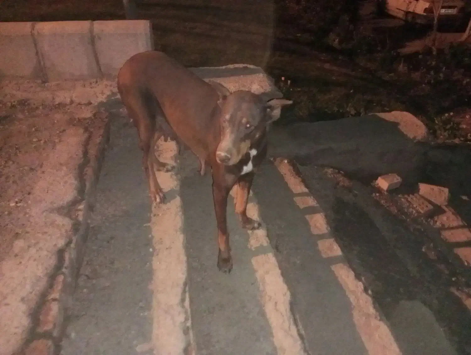 سگ دوبرمن ماده|سگ|مشهد, شترک|دیوار