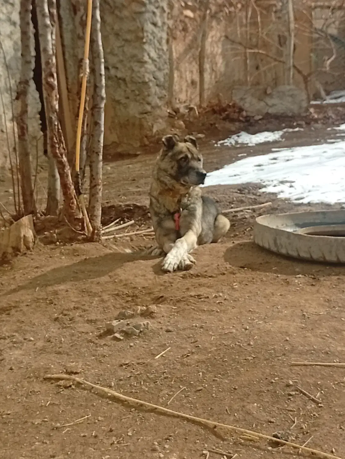 سگ نگهبان|سگ|خنداب, |دیوار